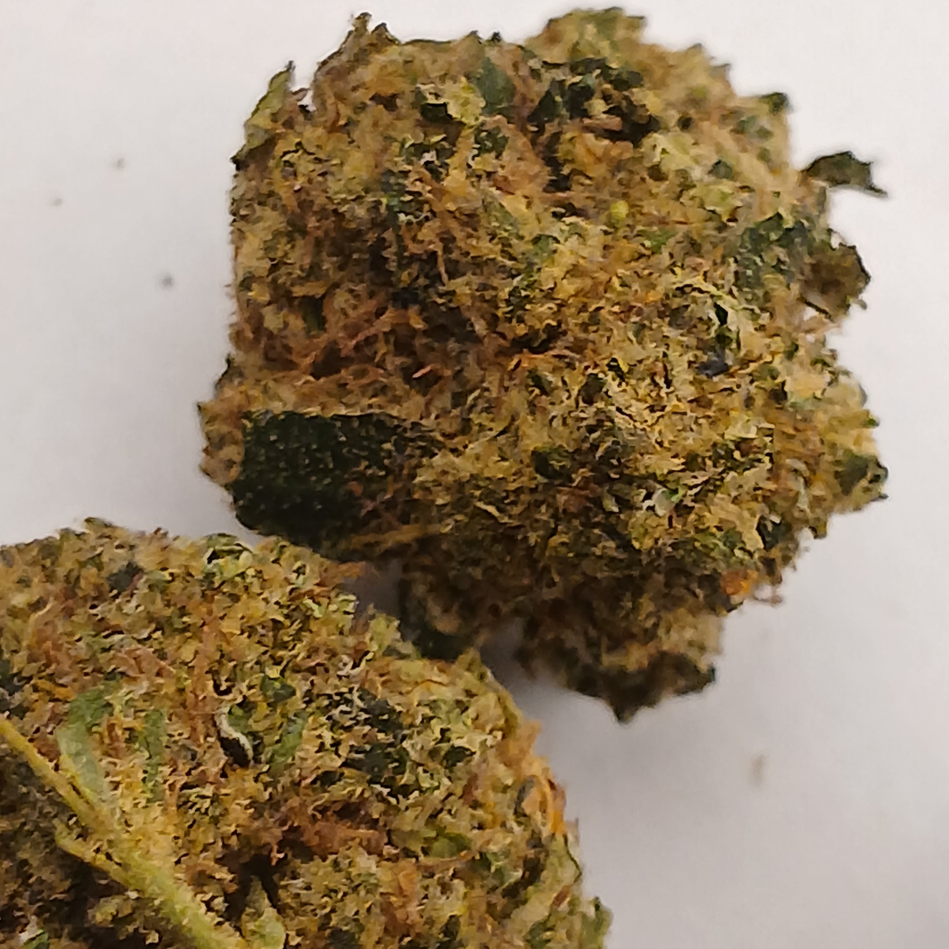 🇲🇫 Orangello by cannaïa 🇲🇫