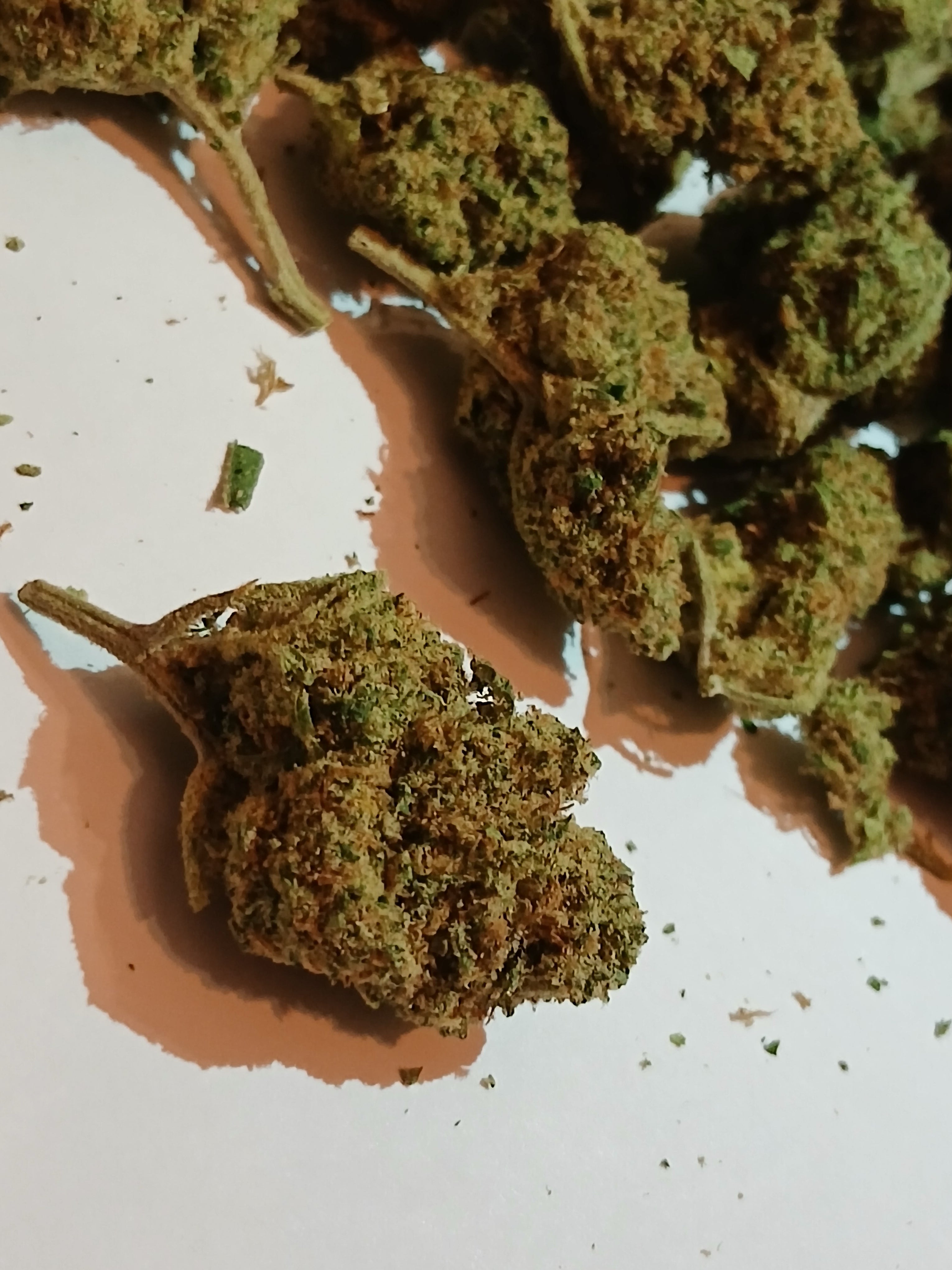 NORTHERN LIGHTS 🧨 ( petite tête )