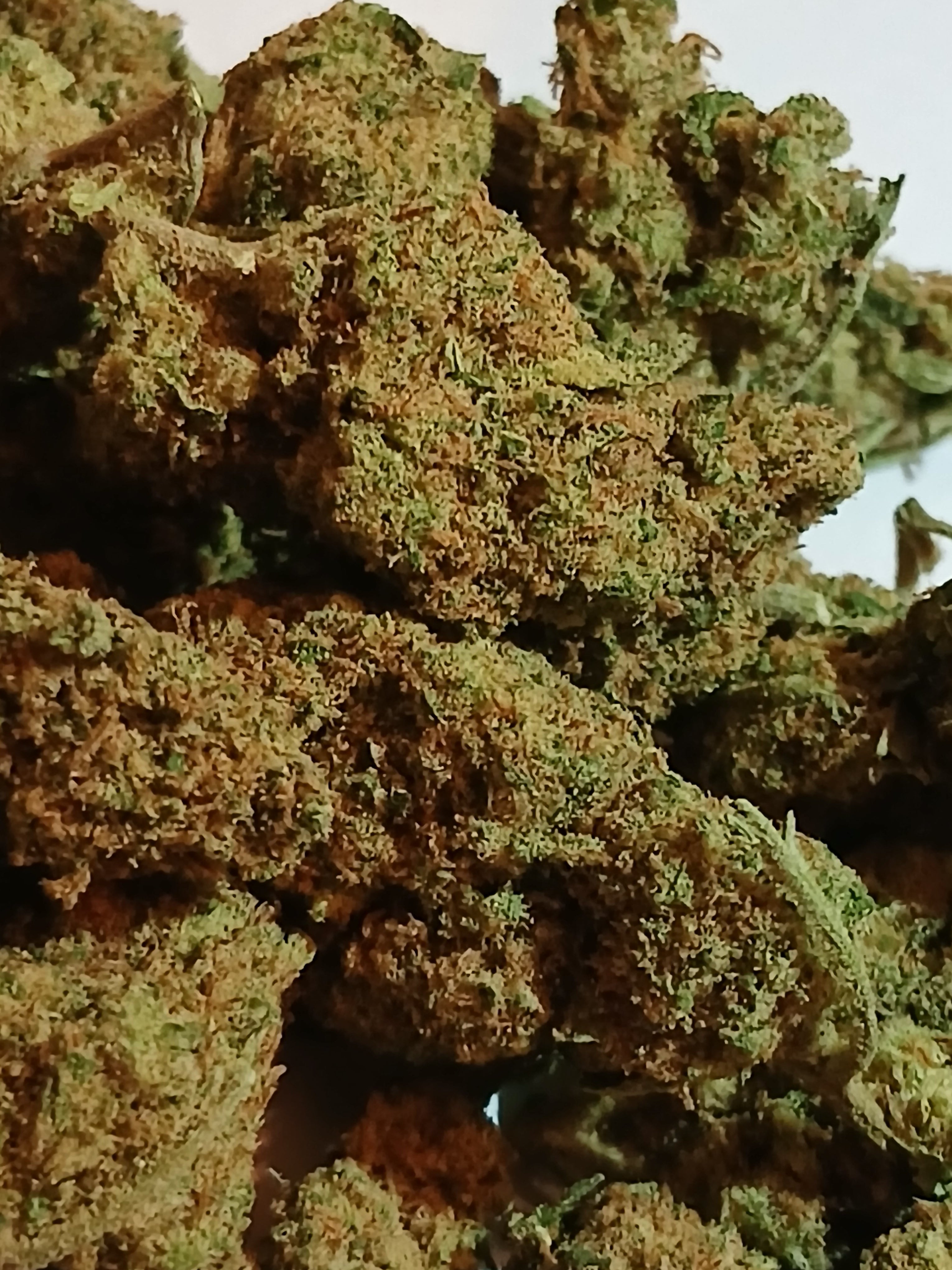 NORTHERN LIGHTS 🧨 ( petite tête )