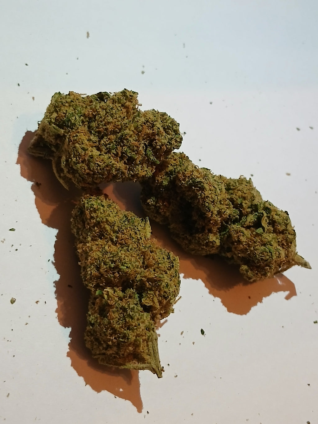 NORTHERN LIGHTS 🧨 ( petite tête )