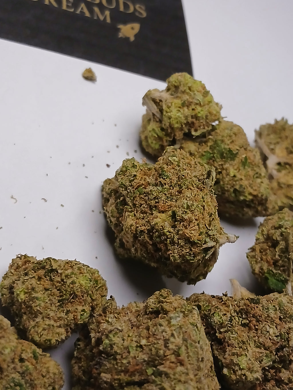 Amnesia lemon cali🏆🇺🇲