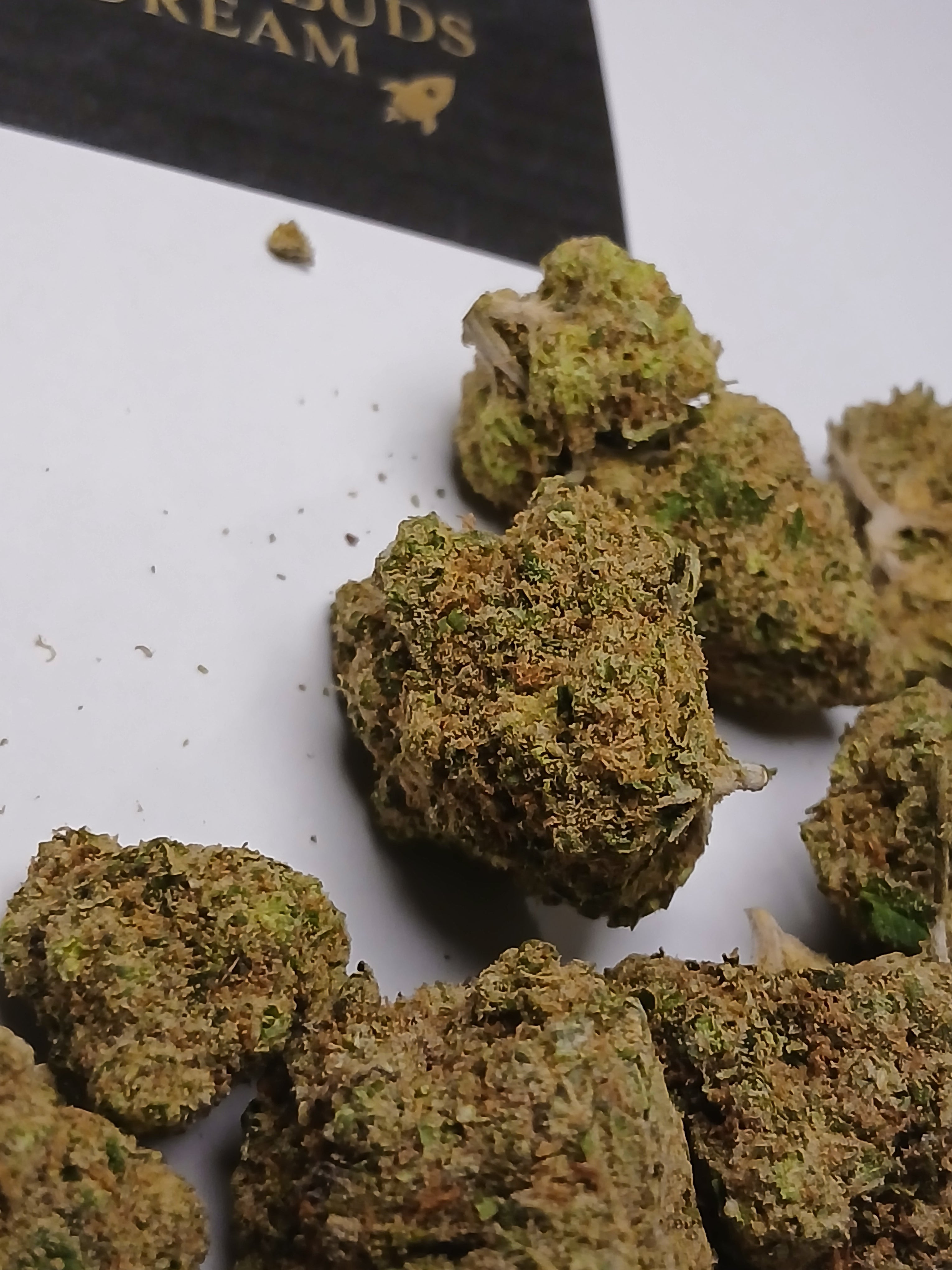 Amnesia lemon cali🏆🇺🇲